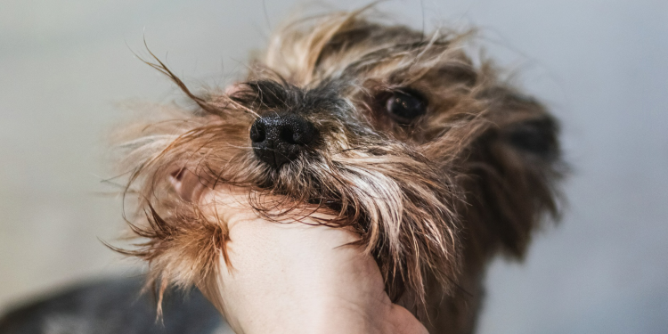Queda de pelos dos cachorros se acentua no verão; confira cinco dicas para diminuir esse problema cabeludo