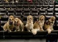 Shopping Curitiba terá sessão de cinema pet friendly neste sábado