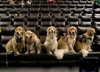 Shopping Curitiba terá sessão de cinema pet friendly neste sábado