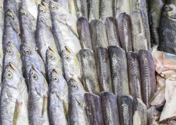 Festival do Pescado: Mercado Municipal de Curitiba tem ofertas nos preços de peixes e frutos do mar