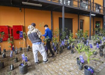 Distribuição de mudas de árvores pelos 330 anos de Curitiba começa dia 27