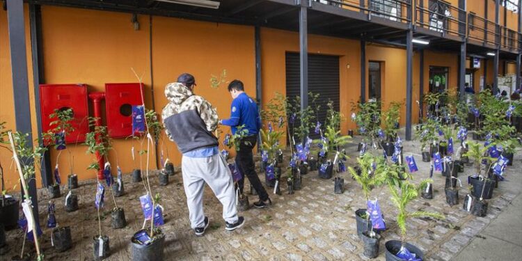 Distribuição de mudas de árvores pelos 330 anos de Curitiba começa dia 27