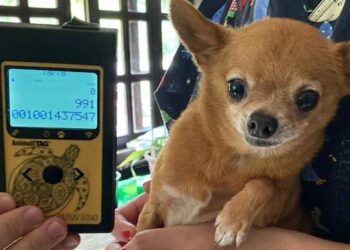 Fiscalização resulta em apreensão de 10 cães e R$ 26 mil em multas