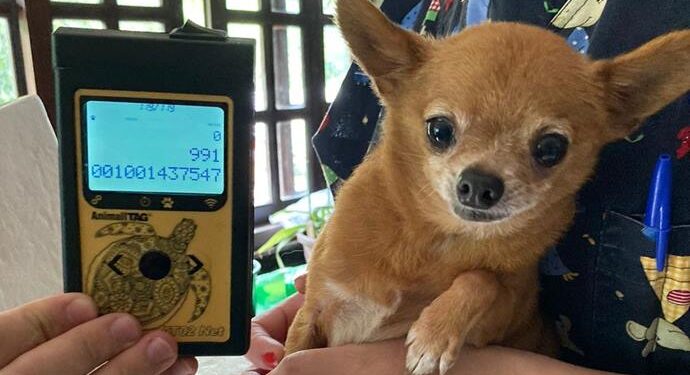 Fiscalização resulta em apreensão de 10 cães e R$ 26 mil em multas