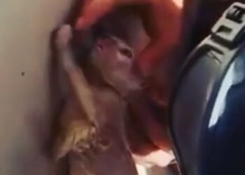 Bombeiros fazem respiração boca a boca e salvam filhote de gato; Veja o vídeo