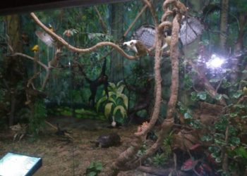 Museu de História Natural é arrombado durante madrugada e tem objetos furtados