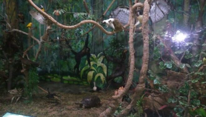 Museu de História Natural é arrombado durante madrugada e tem objetos furtados