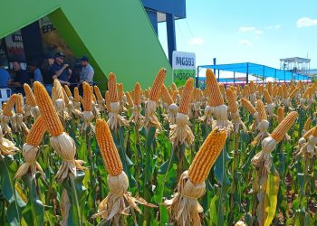 35ª edição do Show Rural de Cascavel termina nessa sexta-feira (10)