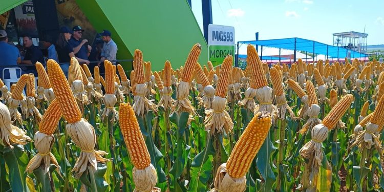 35ª edição do Show Rural de Cascavel termina nessa sexta-feira (10)