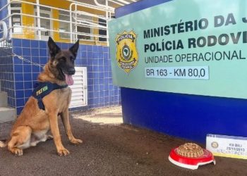Cão Bili se aposenta da PRF e ganha festa com bolo de ração