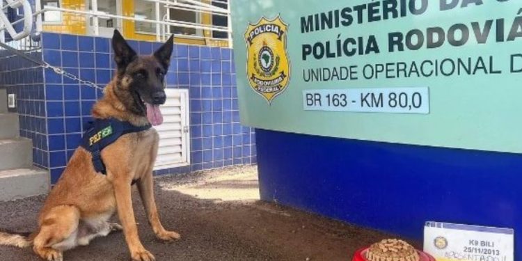 Cão Bili se aposenta da PRF e ganha festa com bolo de ração