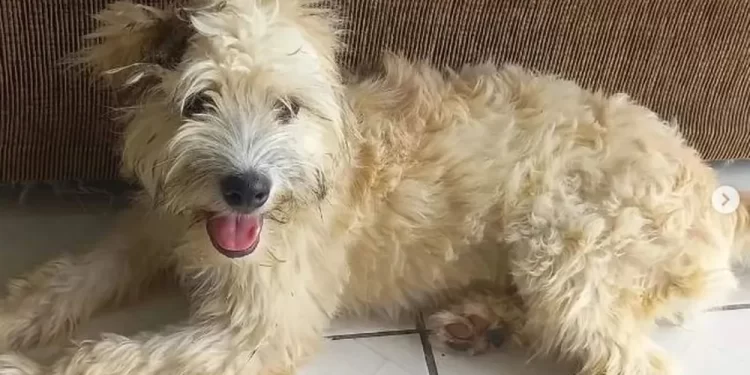 Mulher compra sofá usado e encontra cachorra dentro dele; animal passou a tarde inteira dentro do móvel