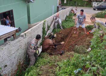 Égua rola na grama e fica entalada em buraco, veja como foi o resgate dos bombeiros