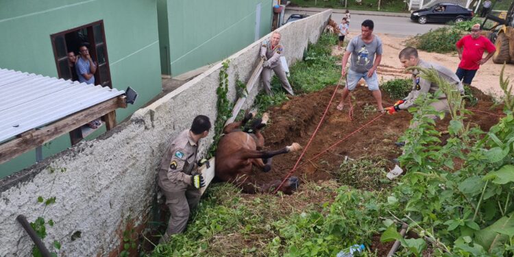Égua rola na grama e fica entalada em buraco, veja como foi o resgate dos bombeiros