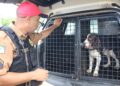 Cães da Polícia Rodoviária Estadual ajudam a garantir Carnaval mais seguro no Litoral