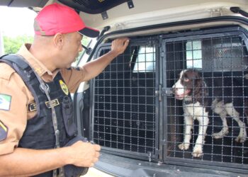Cães da Polícia Rodoviária Estadual ajudam a garantir Carnaval mais seguro no Litoral