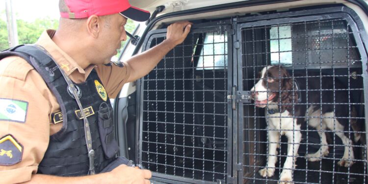 Cães da Polícia Rodoviária Estadual ajudam a garantir Carnaval mais seguro no Litoral