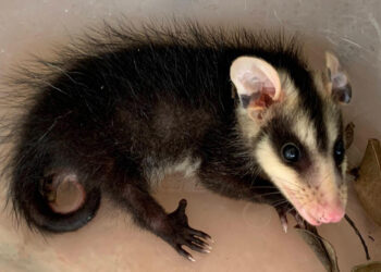 Animais silvestres em casa? Saiba o que fazer ao se deparar com uma serpente ou gambá