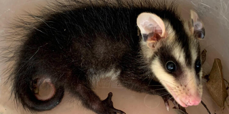 Animais silvestres em casa? Saiba o que fazer ao se deparar com uma serpente ou gambá