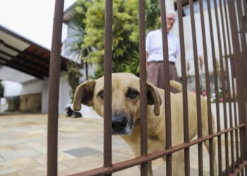 Censo Animal começa e vai apontar o número de cães e gatos em Curitiba