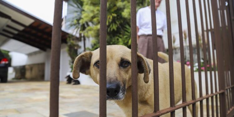 Censo Animal começa e vai apontar o número de cães e gatos em Curitiba