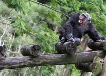 Presente para a cidade, Zoo de Curitiba faz 41 anos e homenageia o chimpanzé Bob