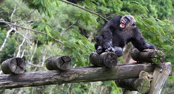Presente para a cidade, Zoo de Curitiba faz 41 anos e homenageia o chimpanzé Bob