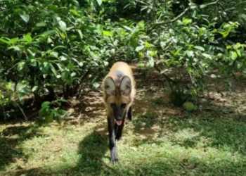 Família adota cão de rua e depois de 4 meses descobre que era um lobo-guará