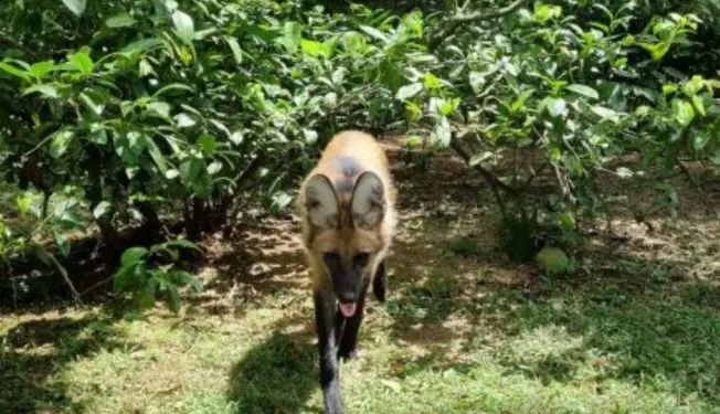 Família adota cão de rua e depois de 4 meses descobre que era um lobo-guará