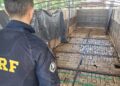 PRF apreende 1500 quilos de maconha em assoalho falso de carreta no Paraná