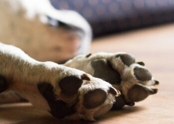 Homem é preso em flagrante após forçar cachorro a ingerir bebida alcoólica, no Paraná