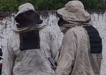 Abelhas atacam moradores, bombeiros e matam cãozinho no Campo Comprido