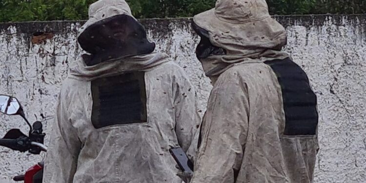 Abelhas atacam moradores, bombeiros e matam cãozinho no Campo Comprido