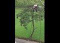 Impressionante! Moradores filmam criminoso pendurado e arrancando fios em Curitiba, veja o vídeo
