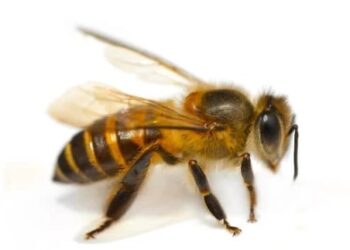 Atleta morre em treino de ciclismo após engolir abelha