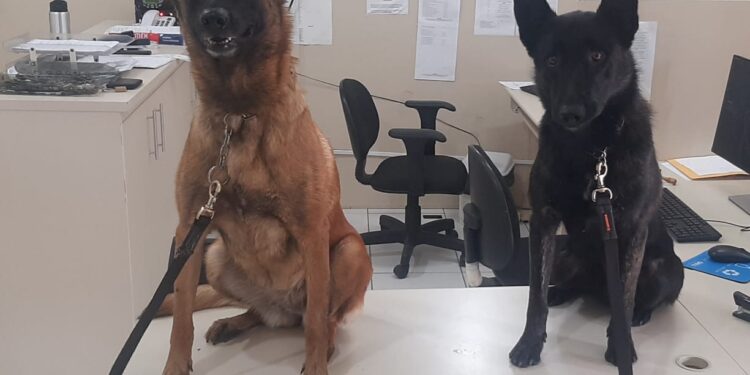 Três pessoas são presas durante operação conjunta