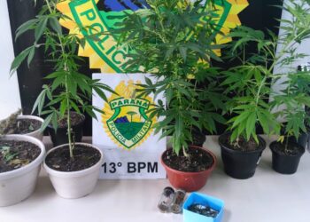 Polícia Militar recebe denúncia de tráfico de drogas e encontra estufa de maconha em Curitiba, veja o vídeo