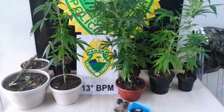 Polícia Militar recebe denúncia de tráfico de drogas e encontra estufa de maconha em Curitiba, veja o vídeo