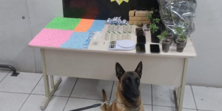 Polícia militar apreende ecstasy que seria vendido em festa rave na RMC
