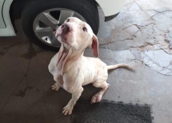 Cadela vítima de maus-tratos é resgatada pela PM e consegue lar adotivo