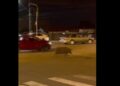 Porco é flagrado passeando tranquilamente em rua movimentada do Paraná, veja o vídeo