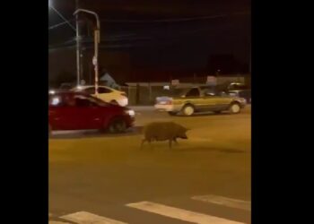 Porco é flagrado passeando tranquilamente em rua movimentada do Paraná, veja o vídeo