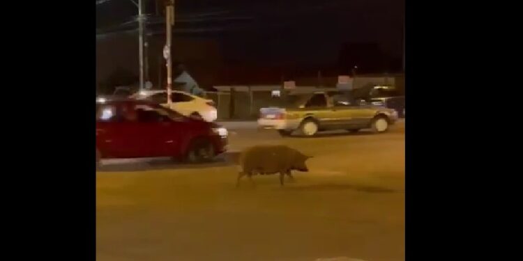Porco é flagrado passeando tranquilamente em rua movimentada do Paraná, veja o vídeo