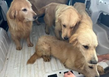 Dono de petshop clandestino é preso por manter 28 cães em situação de maus-tratos no Paraná