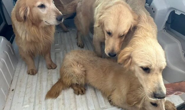 Dono de petshop clandestino é preso por manter 28 cães em situação de maus-tratos no Paraná