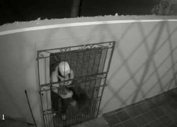 Câmera flagra criminoso puxando e levando cachorrinho embora de residência; família está desesperada, veja o vídeo