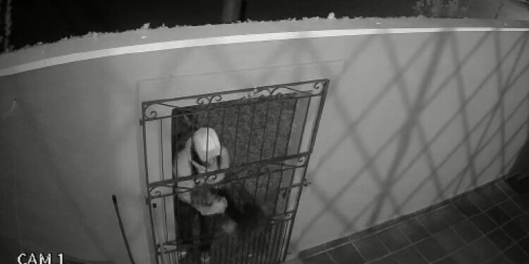 Câmera flagra criminoso puxando e levando cachorrinho embora de residência; família está desesperada, veja o vídeo