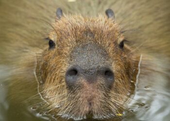 Vereador da RMC propõe fazer vasectomia e laqueadura em Capivaras; veja o vídeo