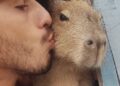 Tiktoker que mostrava rotina com a capivara “Filó” é multado e vai ter de entregar animal