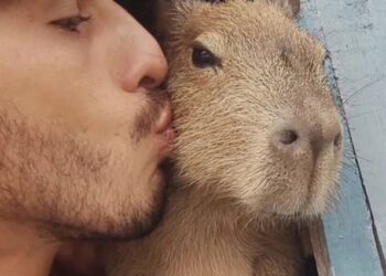 Tiktoker que mostrava rotina com a capivara “Filó” é multado e vai ter de entregar animal